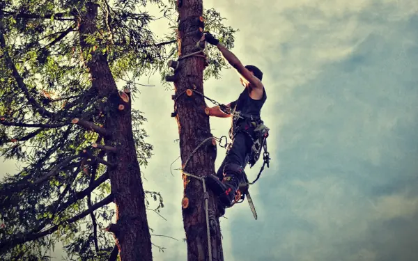 Landscaper up in tree cutting branches off