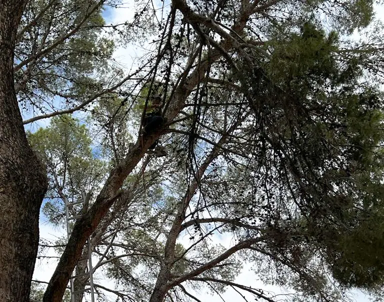 Landscaper in tree cutting off branches